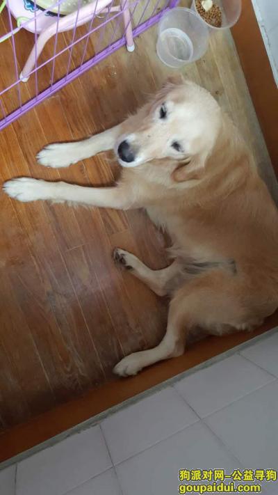 【苏州捡到狗】，2017年9月23日在相城区陆慕实验小学附近捡到一只金毛，它是一只非常可爱的宠物狗狗，希望它早日回家，不要变成流浪狗。