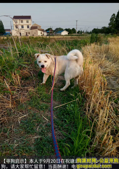 江阴市，祝塘镇，北前桥附近。，它是一只非常可爱的宠物狗狗，希望它早日回家，不要变成流浪狗。