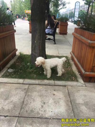 重金寻找马王堆锦绣中星小区附近的走失的泰迪串串公狗，它是一只非常可爱的宠物狗狗，希望它早日回家，不要变成流浪狗。