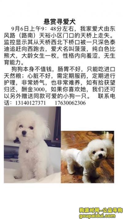 【郑州找狗】，郑州金水区东风路天裕小区酬谢三千元寻找比熊，它是一只非常可爱的宠物狗狗，希望它早日回家，不要变成流浪狗。