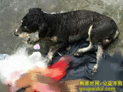 杭州找狗主人，江干区看到一只走丢的雪纳瑞，它是一只非常可爱的宠物狗狗，希望它早日回家，不要变成流浪狗。