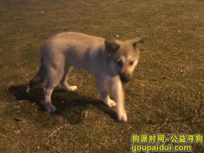 【杭州找狗】，小狗在转塘象山国际附近丢失，它是一只非常可爱的宠物狗狗，希望它早日回家，不要变成流浪狗。