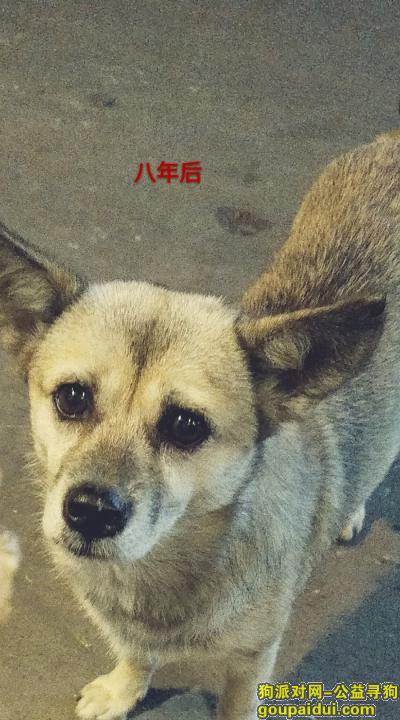 淮安寻狗启示，本人于2017年9月28号下午丢失了一条狗，它是一只非常可爱的宠物狗狗，希望它早日回家，不要变成流浪狗。