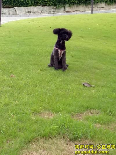 走失一条七月大黑色串串狗狗，望好心人帮忙留意一下，能够联系我们，它是一只非常可爱的宠物狗狗，希望它早日回家，不要变成流浪狗。