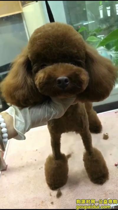 武汉市洪山区石牌岭鸿岭花园东区附近走失咖啡色泰迪，它是一只非常可爱的宠物狗狗，希望它早日回家，不要变成流浪狗。