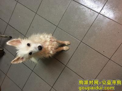 【苏州捡到狗】，苏州园区红星门口捡到只银狐犬，，它是一只非常可爱的宠物狗狗，希望它早日回家，不要变成流浪狗。