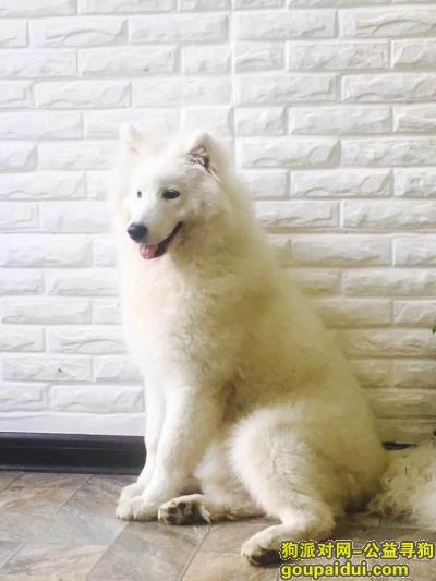 宁夏吴忠市第五中学酬谢两千元寻找萨摩，它是一只非常可爱的宠物狗狗，希望它早日回家，不要变成流浪狗。
