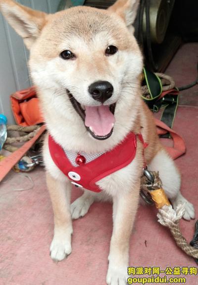 【北京捡到狗】，捡到一只狗狗，不知道谁的，它是一只非常可爱的宠物狗狗，希望它早日回家，不要变成流浪狗。