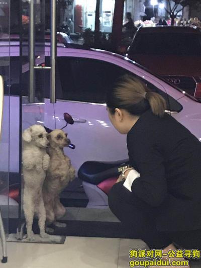 【武汉找狗】，武昌中南国际城白色贵宾  寻狗启示，它是一只非常可爱的宠物狗狗，希望它早日回家，不要变成流浪狗。