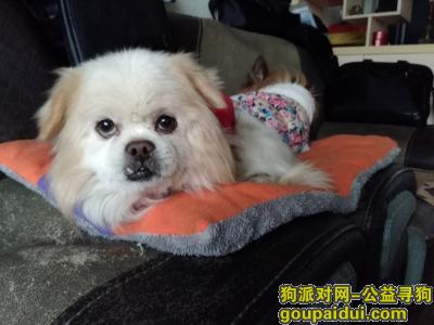捡到北京犬，北京犬，公，身上有背带，9月29日下午4、5点在平安小区后门走失，它是一只非常可爱的宠物狗狗，希望它早日回家，不要变成流浪狗。
