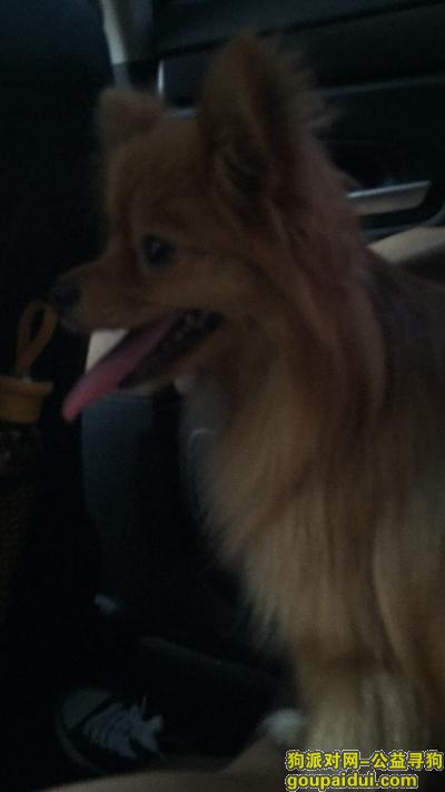 【常州找狗】，溧阳天目湖服务区走失的，它是一只非常可爱的宠物狗狗，希望它早日回家，不要变成流浪狗。