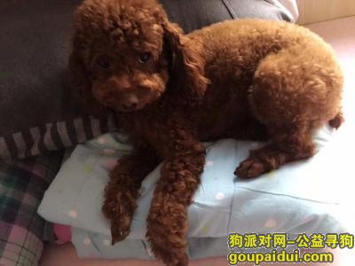 【青岛找狗】，寻泰迪狗狗，即墨市湘江二路走失，它是一只非常可爱的宠物狗狗，希望它早日回家，不要变成流浪狗。