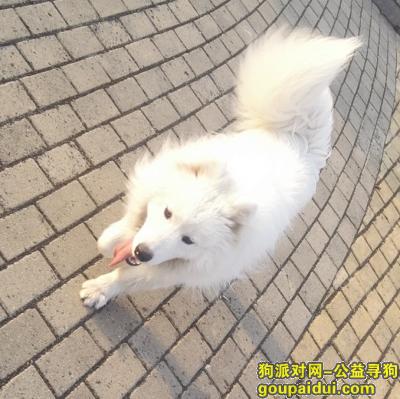 【苏州找狗】，吴中区花苑东路走丢萨摩一只，它是一只非常可爱的宠物狗狗，希望它早日回家，不要变成流浪狗。