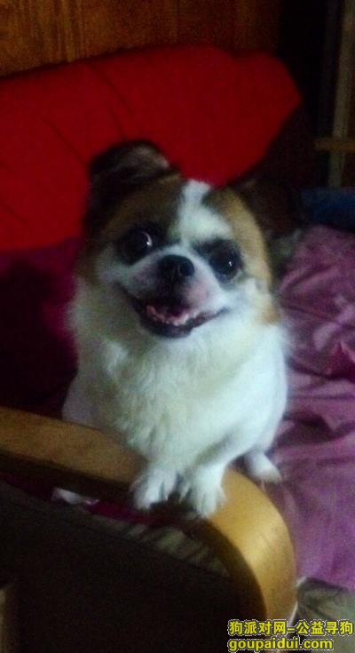 寻串串狗 9月30日晚于台西纬四路菜市场走失，它是一只非常可爱的宠物狗狗，希望它早日回家，不要变成流浪狗。