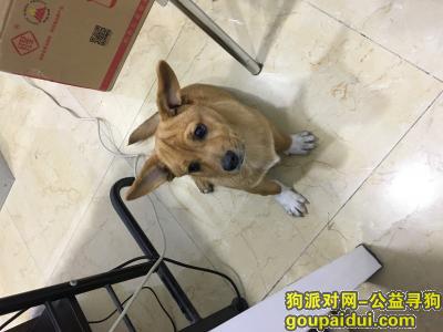 【西安捡到狗】，2017年10月3日于公司门口捡到一只狗狗，它是一只非常可爱的宠物狗狗，希望它早日回家，不要变成流浪狗。