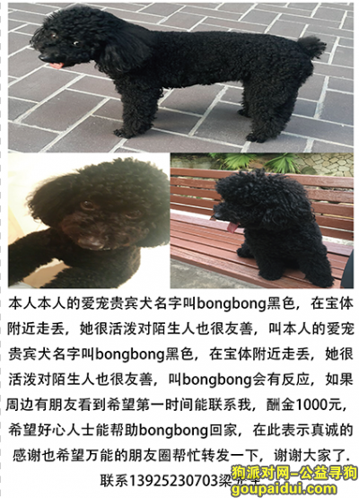 宝安宝体本人的爱宠贵宾犬名字叫bongbong黑色，它是一只非常可爱的宠物狗狗，希望它早日回家，不要变成流浪狗。