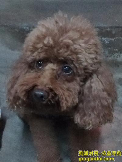 南京找狗主人，房客在鼓楼附近捡到一只泰迪，它是一只非常可爱的宠物狗狗，希望它早日回家，不要变成流浪狗。