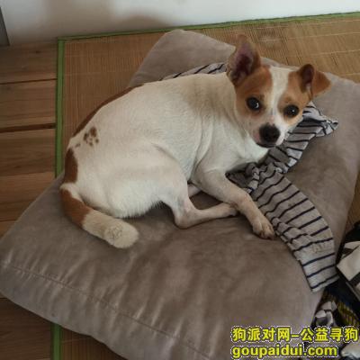 佛山找狗，顺德大良桂畔花园一带走失爱犬，它是一只非常可爱的宠物狗狗，希望它早日回家，不要变成流浪狗。