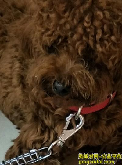 棕色泰迪是9月27号捡到的~当时身上很香，扎个小辫，它是一只非常可爱的宠物狗狗，希望它早日回家，不要变成流浪狗。