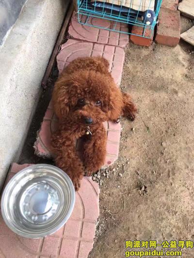 【潍坊找狗】，潍坊市昌乐县五图镇岳家庄村寻找泰迪，它是一只非常可爱的宠物狗狗，希望它早日回家，不要变成流浪狗。