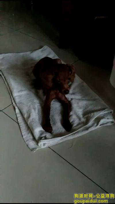 丢失一只雄性棕色泰迪，长约40cm，高约25cm重约6斤，源泉苑小区北门西侧，它是一只非常可爱的宠物狗狗，希望它早日回家，不要变成流浪狗。