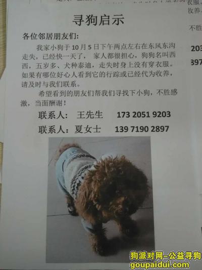 于2017年10月5日在十堰市张湾区九堰路东风轮胎厂东沟走丢，它是一只非常可爱的宠物狗狗，希望它早日回家，不要变成流浪狗。