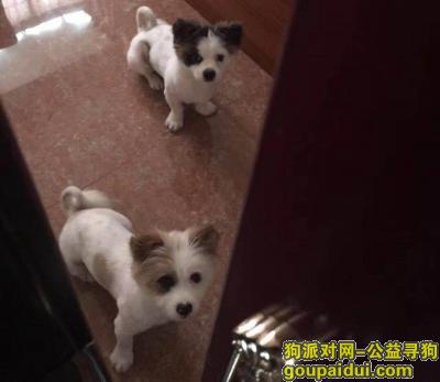【深圳找狗】，2017年10月7日一公一母两只蝴蝶犬在惠城和正和走丢，它是一只非常可爱的宠物狗狗，希望它早日回家，不要变成流浪狗。