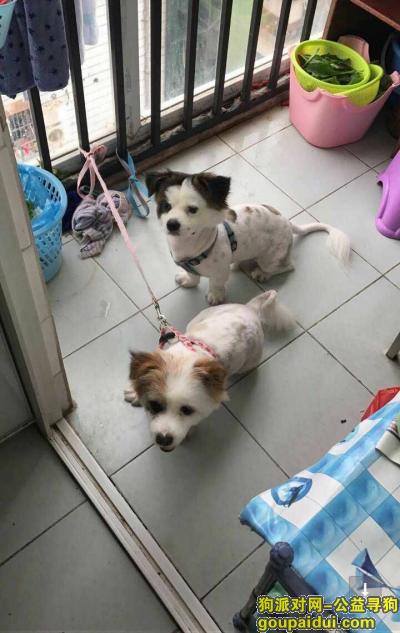 惠州找狗，2017年10月7日一公一母两只蝴蝶犬在惠城走丢，它是一只非常可爱的宠物狗狗，希望它早日回家，不要变成流浪狗。