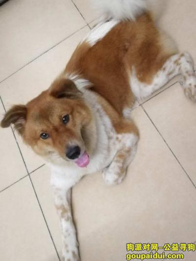 【深圳找狗】，寻找中华田园犬（俗称 土狗），它是一只非常可爱的宠物狗狗，希望它早日回家，不要变成流浪狗。