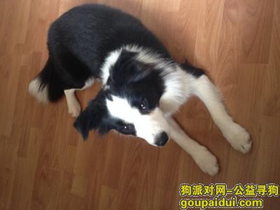 一岁左右的边牧犬在北辰社区走丢  希望看见人士能取得联系，它是一只非常可爱的宠物狗狗，希望它早日回家，不要变成流浪狗。