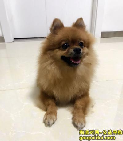 【杭州，有酬谢】寻黄色博美犬，它是一只非常可爱的宠物狗狗，希望它早日回家，不要变成流浪狗。