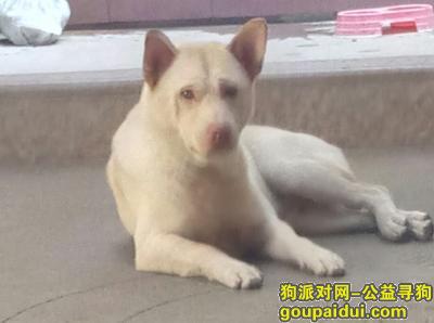 【汕头找狗】，广东汕头寻找爱狗，白色土狗，必有酬谢，它是一只非常可爱的宠物狗狗，希望它早日回家，不要变成流浪狗。