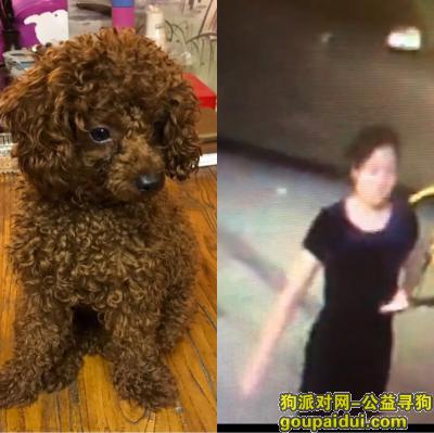 北京市朝阳区水碓子北里二号楼寻找红色泰迪，它是一只非常可爱的宠物狗狗，希望它早日回家，不要变成流浪狗。
