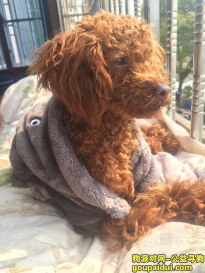 10月6日下午   上海市奉贤区四团镇  丢失棕色泰迪，它是一只非常可爱的宠物狗狗，希望它早日回家，不要变成流浪狗。