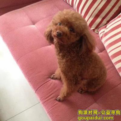 【北京找狗】，寻找 糖豆儿 蒲安里走失，它是一只非常可爱的宠物狗狗，希望它早日回家，不要变成流浪狗。