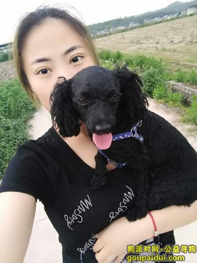 【成都找狗】，寻狗启示，黑色小型公泰迪，它是一只非常可爱的宠物狗狗，希望它早日回家，不要变成流浪狗。