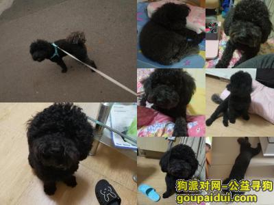 【北京找狗】，0月6号在北京旧宫清逸园附近丢失一条黑色公泰迪，它是一只非常可爱的宠物狗狗，希望它早日回家，不要变成流浪狗。