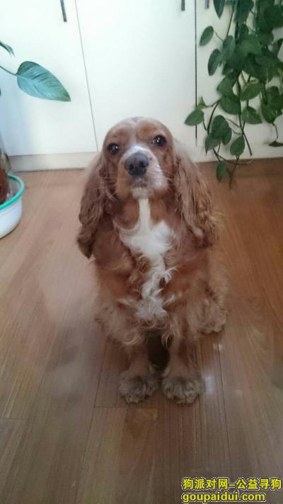 10.3北京海淀西三旗丢失可卡犬，它是一只非常可爱的宠物狗狗，希望它早日回家，不要变成流浪狗。