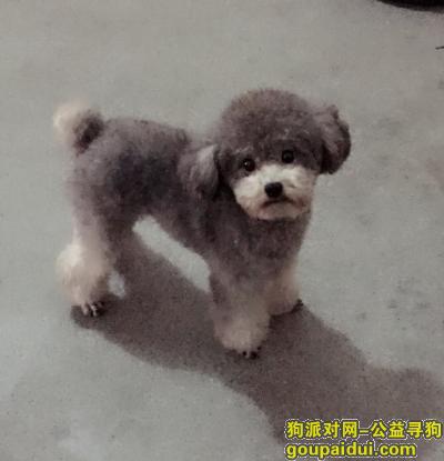 【杭州找狗】，小型灰色贵宾走丢了，好心人遇到他联系我，重金感谢，，它是一只非常可爱的宠物狗狗，希望它早日回家，不要变成流浪狗。