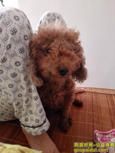 【广州找狗】，荔湾区十八甫北寻棕色贵宾已剪毛重酬，它是一只非常可爱的宠物狗狗，希望它早日回家，不要变成流浪狗。