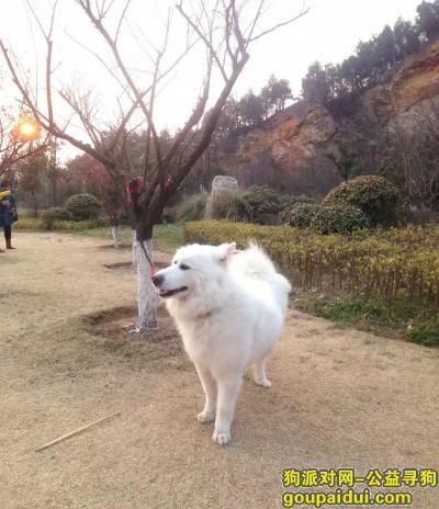 寻狗启示，重金酬谢（白色萨摩耶），它是一只非常可爱的宠物狗狗，希望它早日回家，不要变成流浪狗。