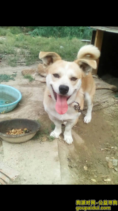 【呼和浩特找狗】，托县电厂丢失一条黄色小狗，它是一只非常可爱的宠物狗狗，希望它早日回家，不要变成流浪狗。