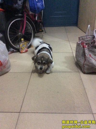 【上海找狗】，二个月的小狗大熊和母狗一起丢失了请各位帮忙留意一下，找到必有重谢，它是一只非常可爱的宠物狗狗，希望它早日回家，不要变成流浪狗。