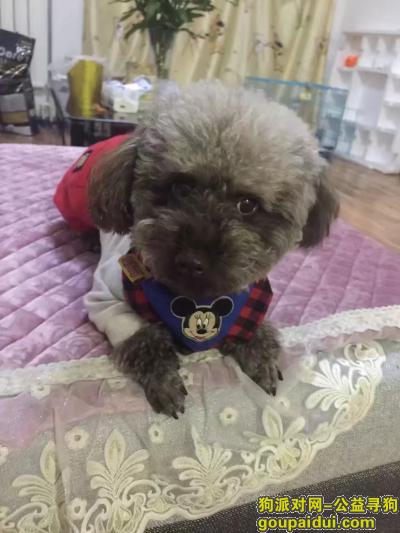 急急急 沪陕高速河南唐河服务区寻找一只褪色巧克力色泰迪，它是一只非常可爱的宠物狗狗，希望它早日回家，不要变成流浪狗。