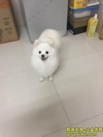 【佛山找狗】，寻爱狗白色博美1只、佛山禅城，它是一只非常可爱的宠物狗狗，希望它早日回家，不要变成流浪狗。