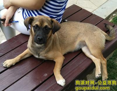 【天津找狗】，一只可爱小黄狗狗，提供信息者必重谢，它是一只非常可爱的宠物狗狗，希望它早日回家，不要变成流浪狗。
