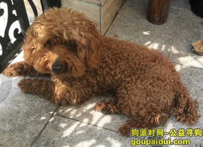 【哈尔滨找狗】，二万元寻找泰迪犬，二万元寻找泰迪犬，它是一只非常可爱的宠物狗狗，希望它早日回家，不要变成流浪狗。