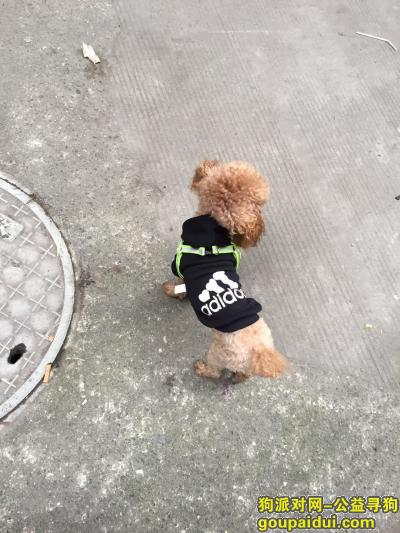 寻找徐布丁 泰迪  在成都剑龙市场掉失，它是一只非常可爱的宠物狗狗，希望它早日回家，不要变成流浪狗。