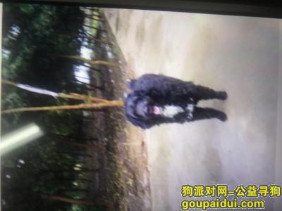 【上海捡到狗】，在宝山区陆翔路附近捡到黑色小狗一只，它是一只非常可爱的宠物狗狗，希望它早日回家，不要变成流浪狗。