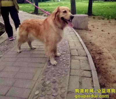 【西安找狗】，长安区郭杜镇森林公园往邓店村酬谢五千元寻找金毛，它是一只非常可爱的宠物狗狗，希望它早日回家，不要变成流浪狗。